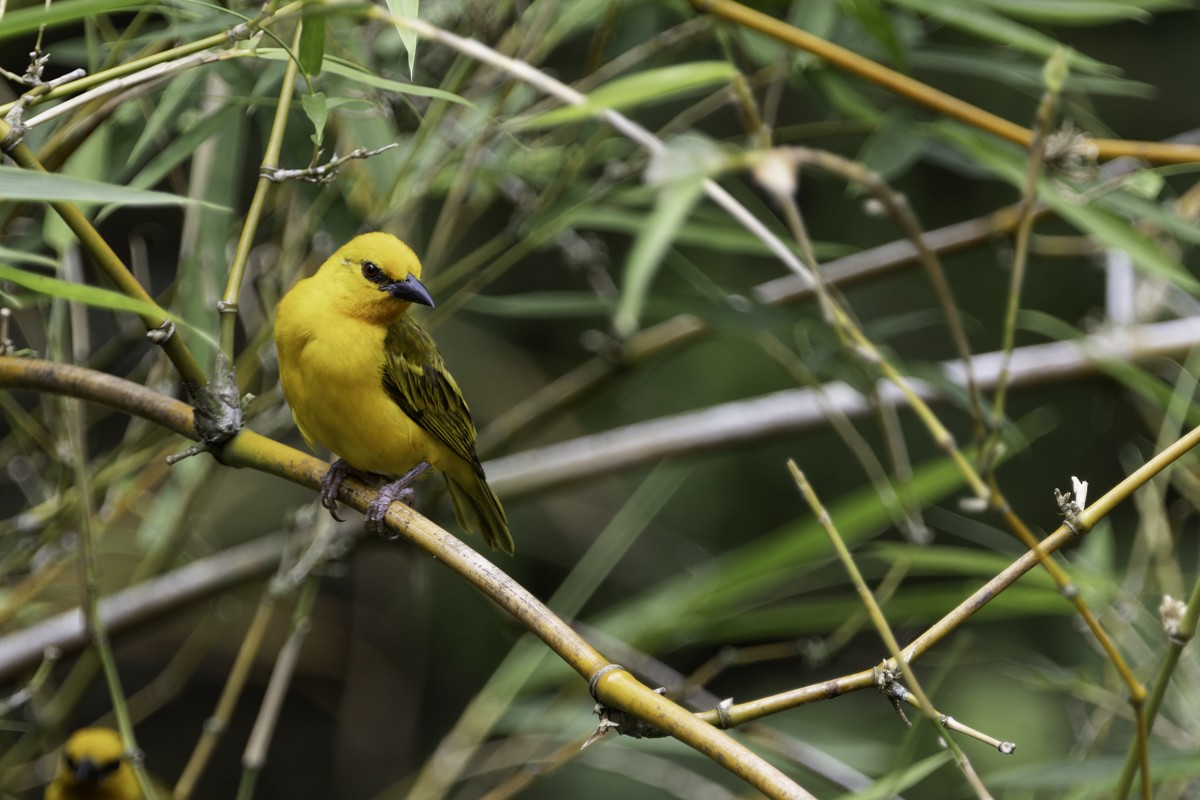 Orange Weaver - ML620885059