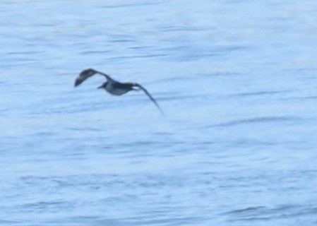 Pomarine Jaeger - ML620885071