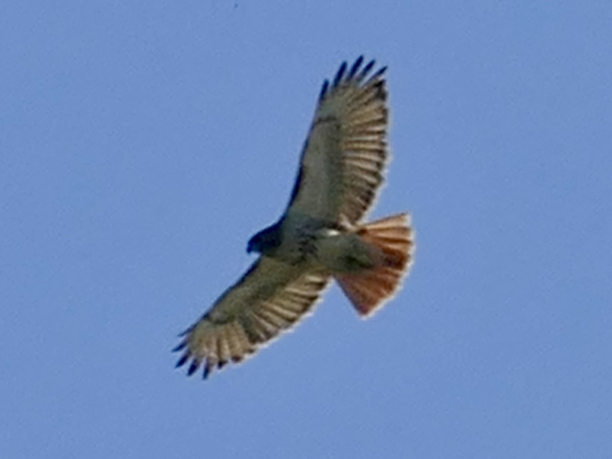 Red-tailed Hawk - ML620885080