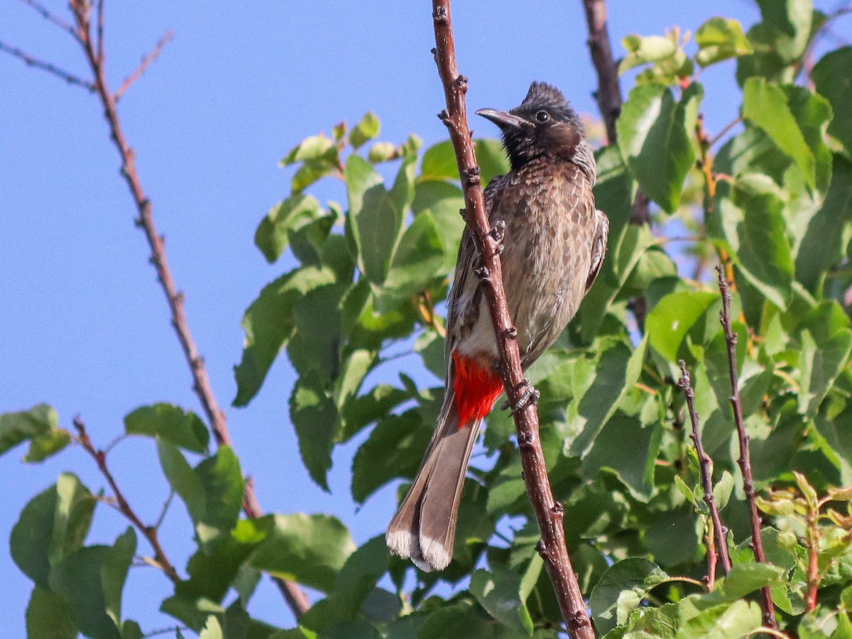 Red-vented Bulbul - ML620885084