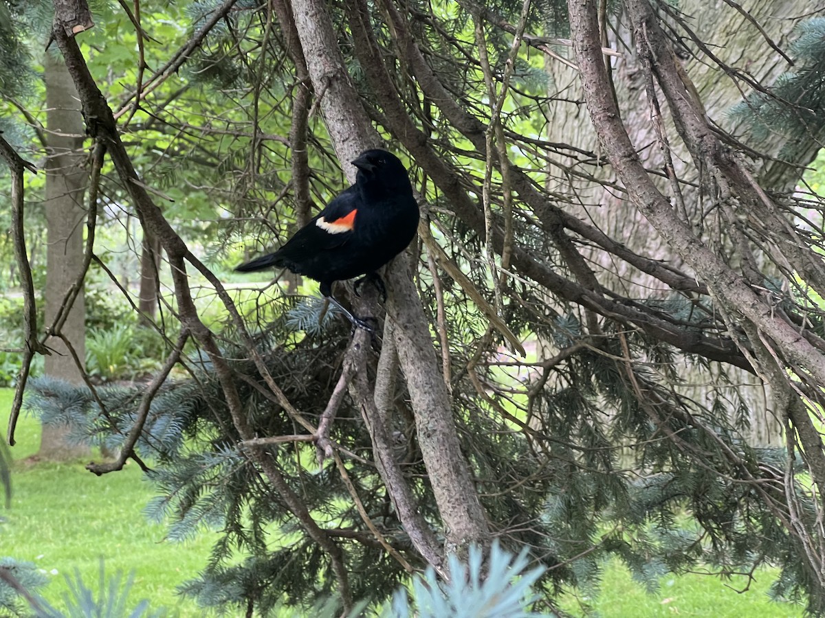 Red-winged Blackbird - ML620885087