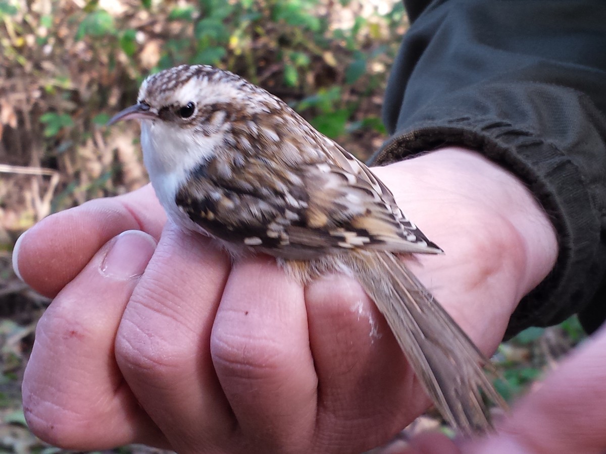 Eurasian Treecreeper - ML620885088