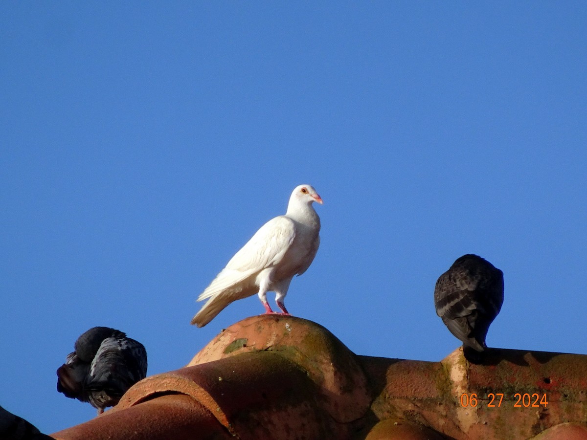 Rock Pigeon (Feral Pigeon) - ML620885094