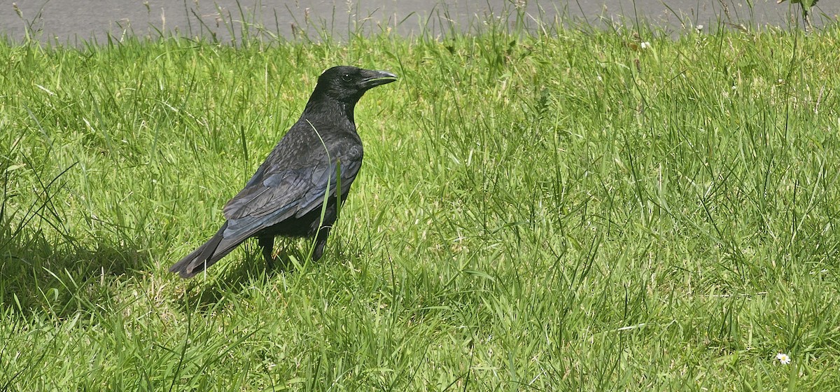 Carrion Crow - ML620885096