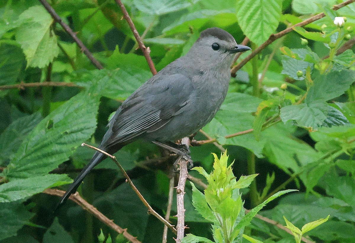 Pájaro Gato Gris - ML620885103