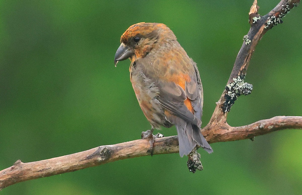 Red Crossbill - ML620885108