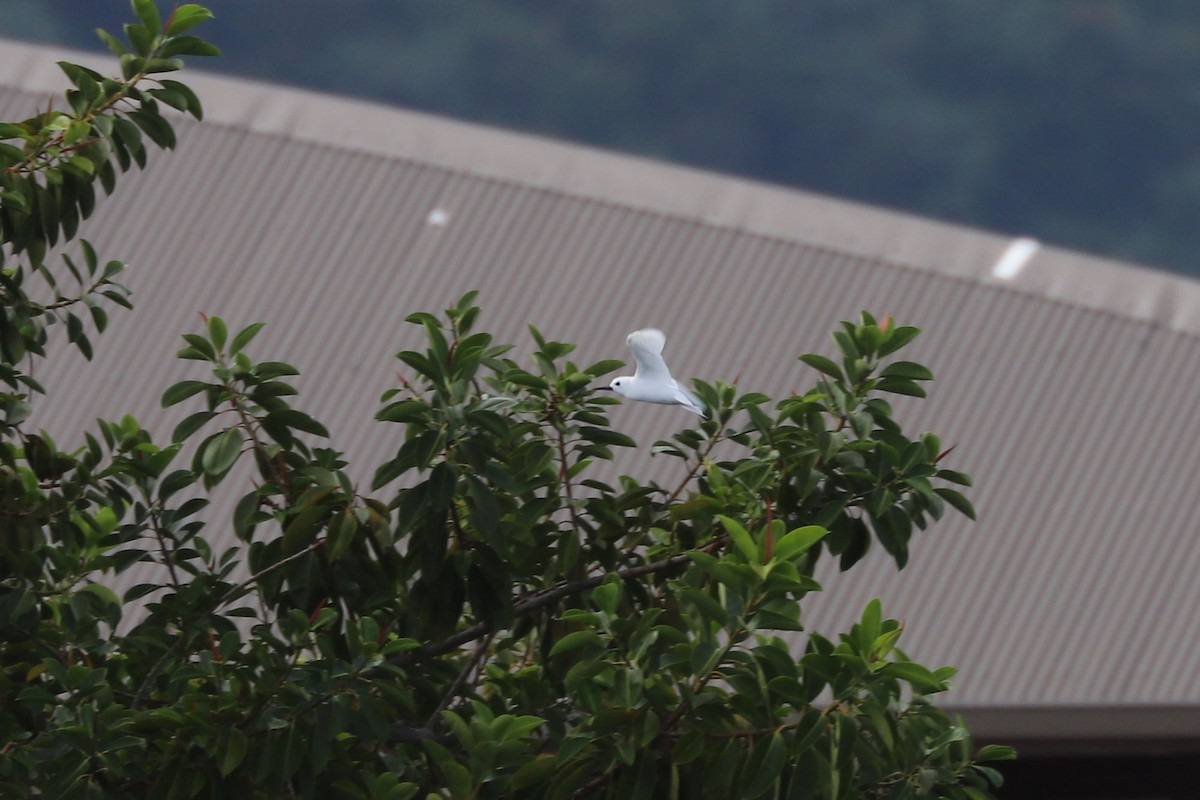 White Tern - ML620885110