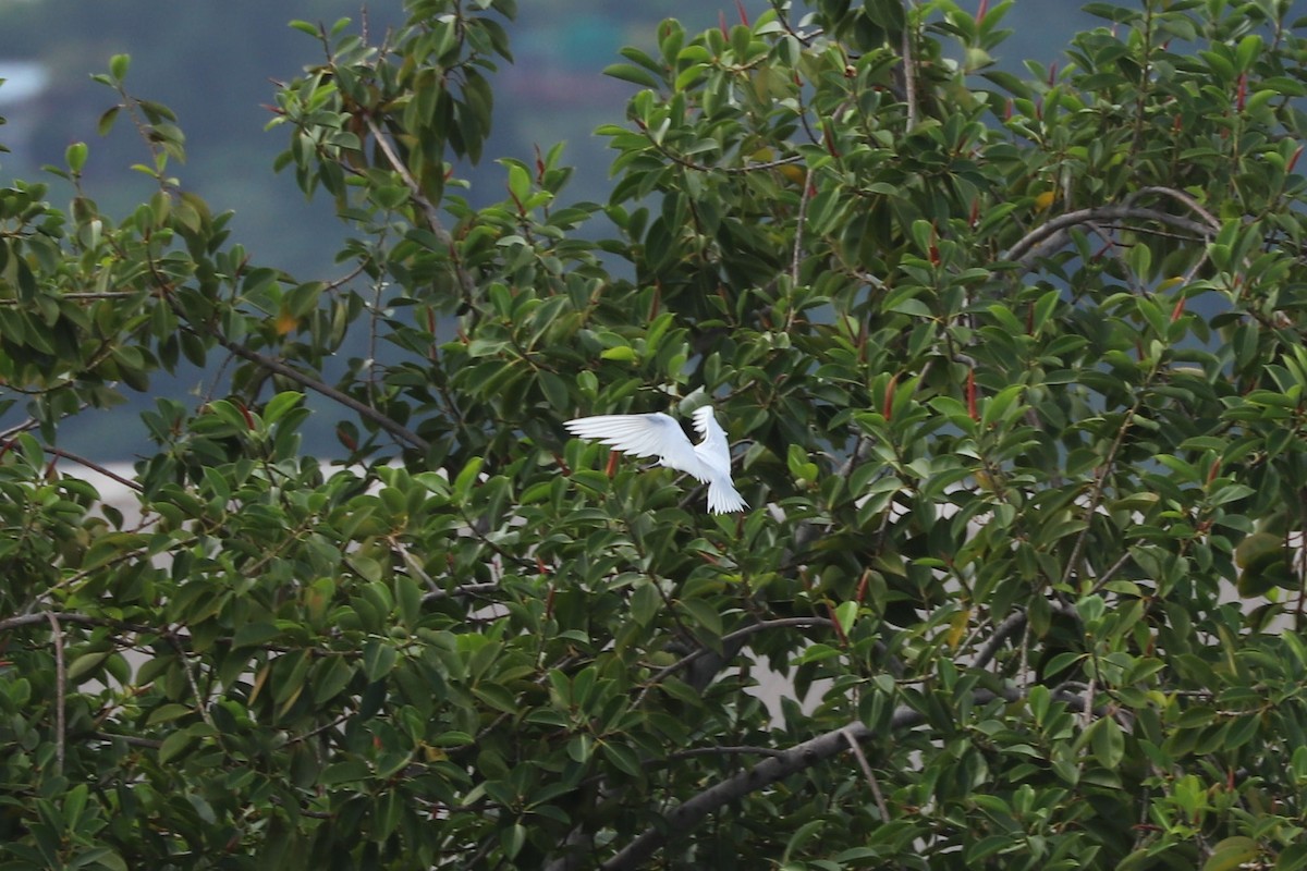 Charrán Blanco - ML620885111