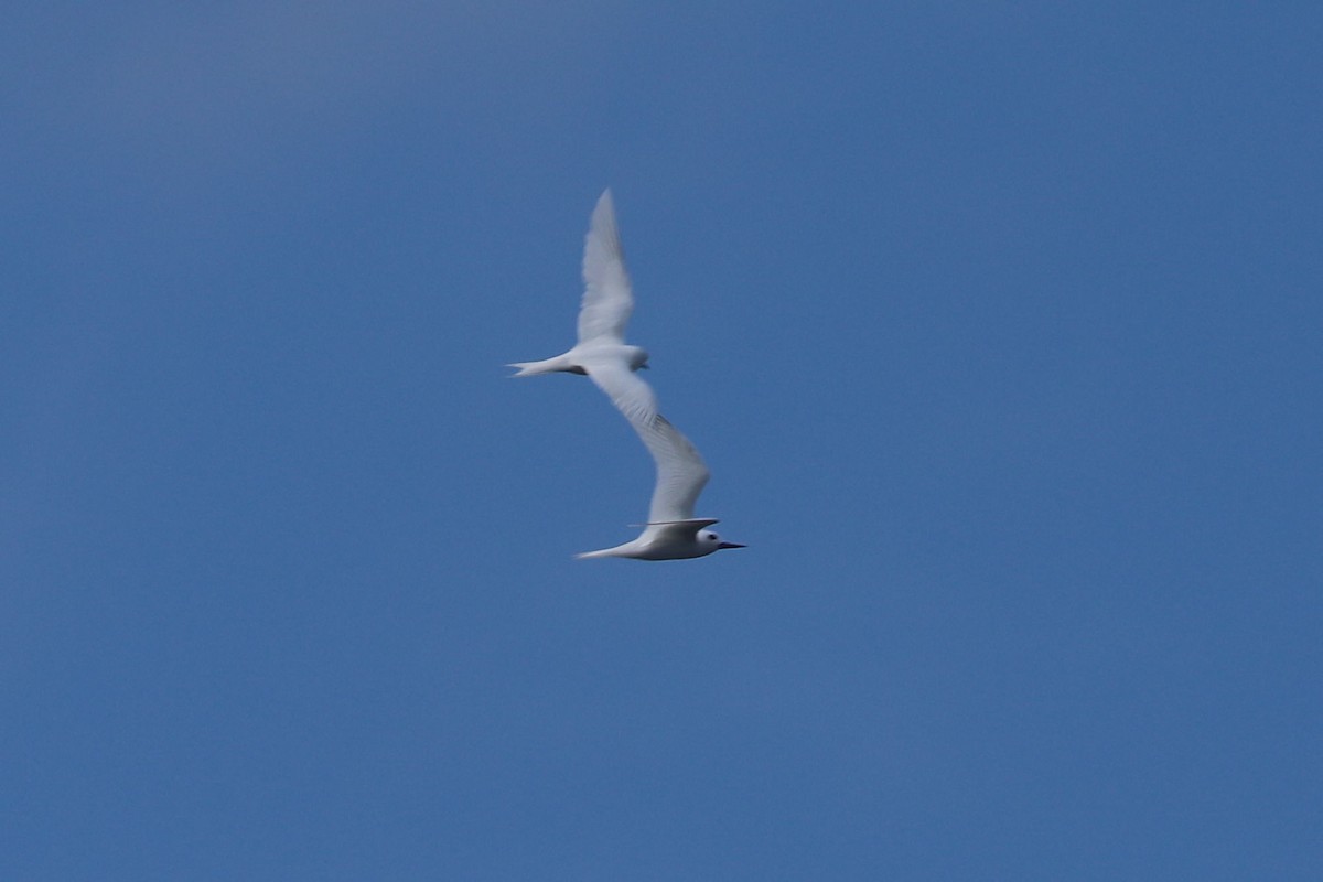 White Tern - ML620885113