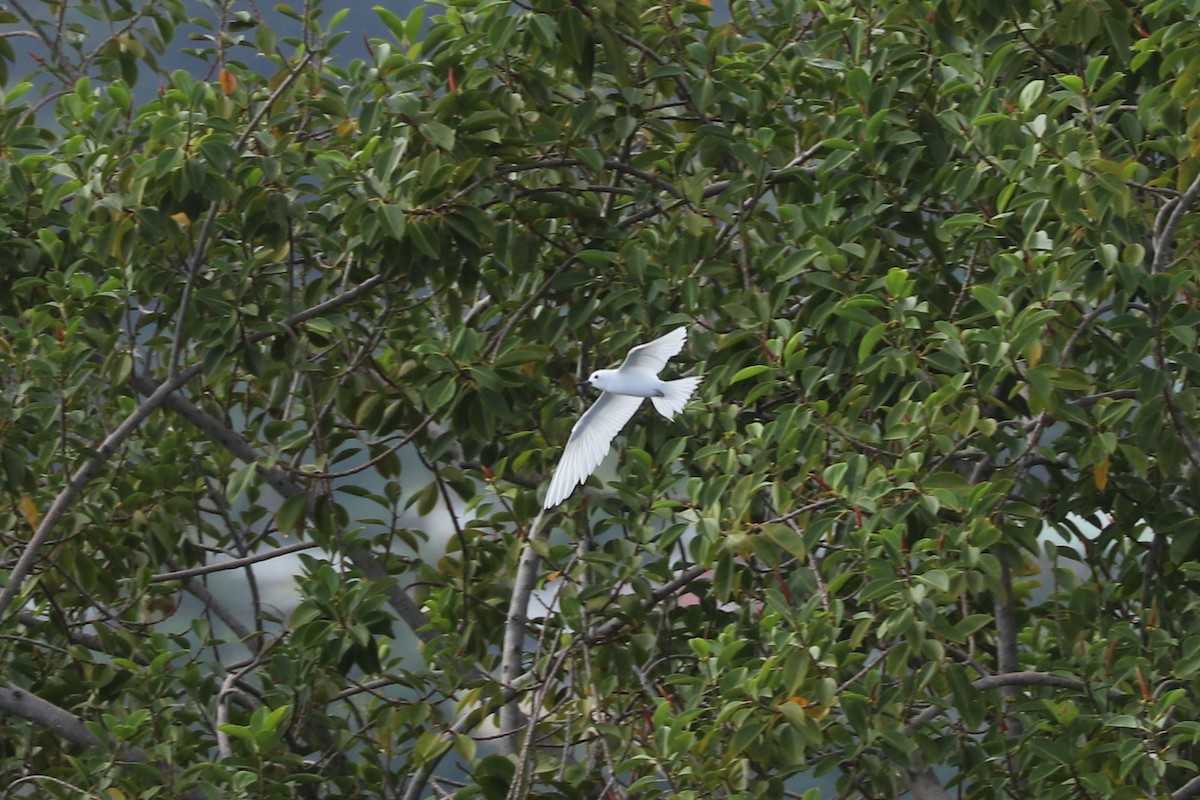 White Tern - ML620885114