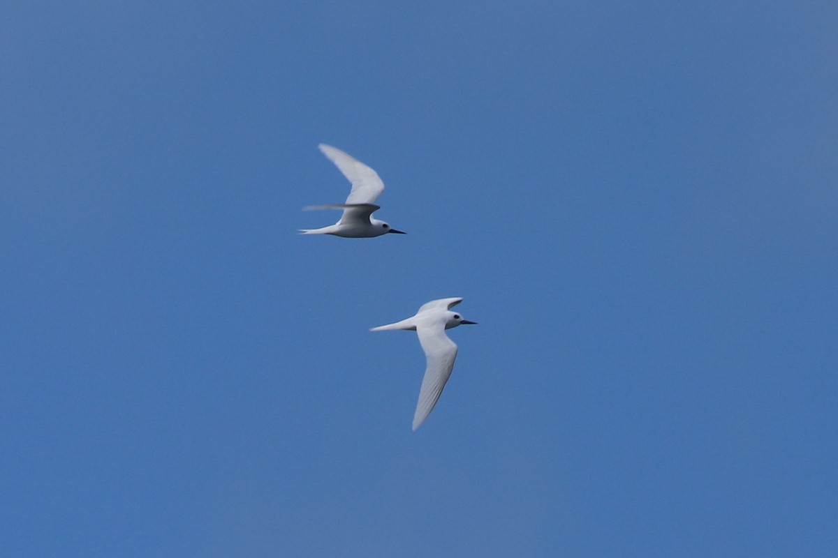 White Tern - ML620885115