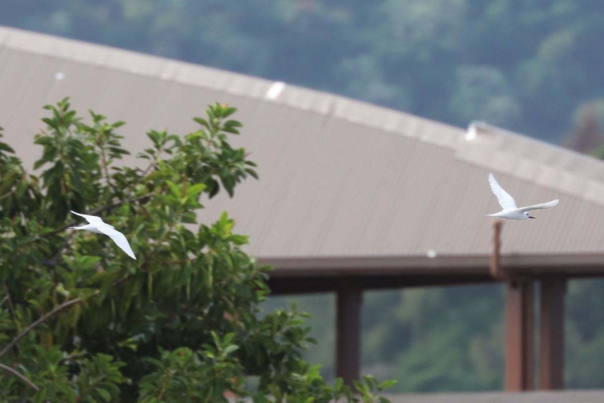 White Tern - ML620885116