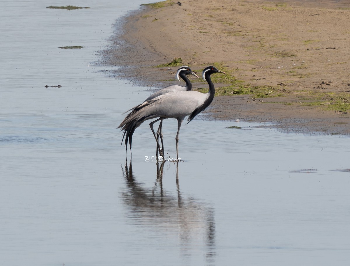 Demoiselle Crane - ML620885120