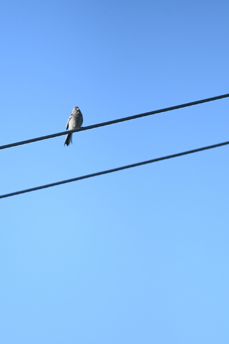 Long-tailed Rosefinch (Siberian) - ML620885125