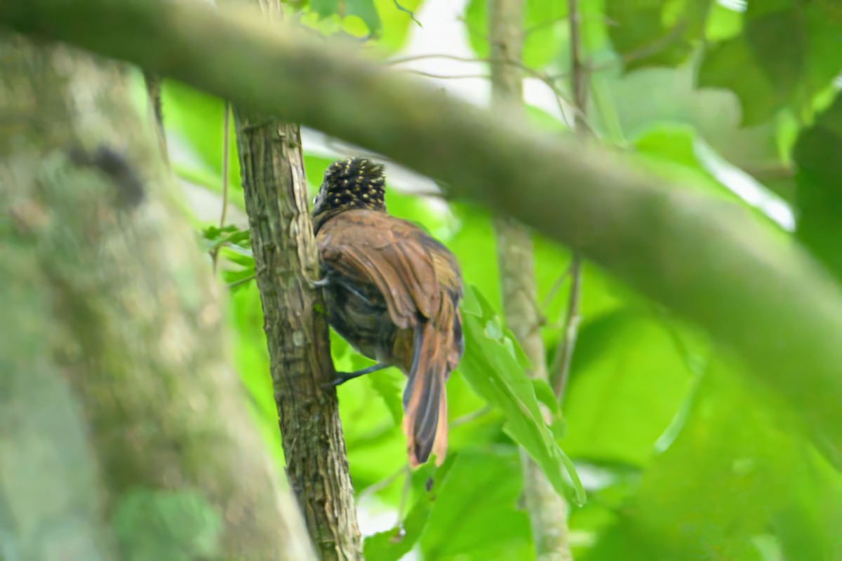 Black Antshrike - Christine Kozlosky