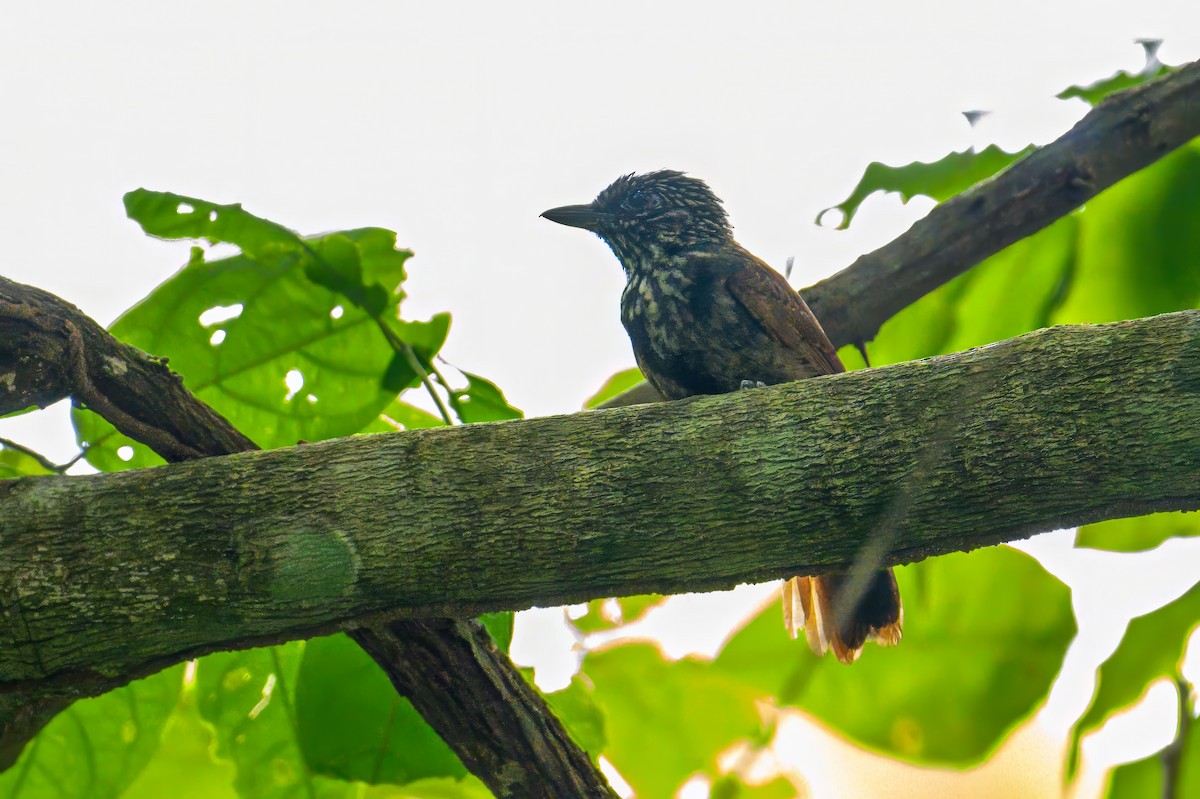 Black Antshrike - ML620885137