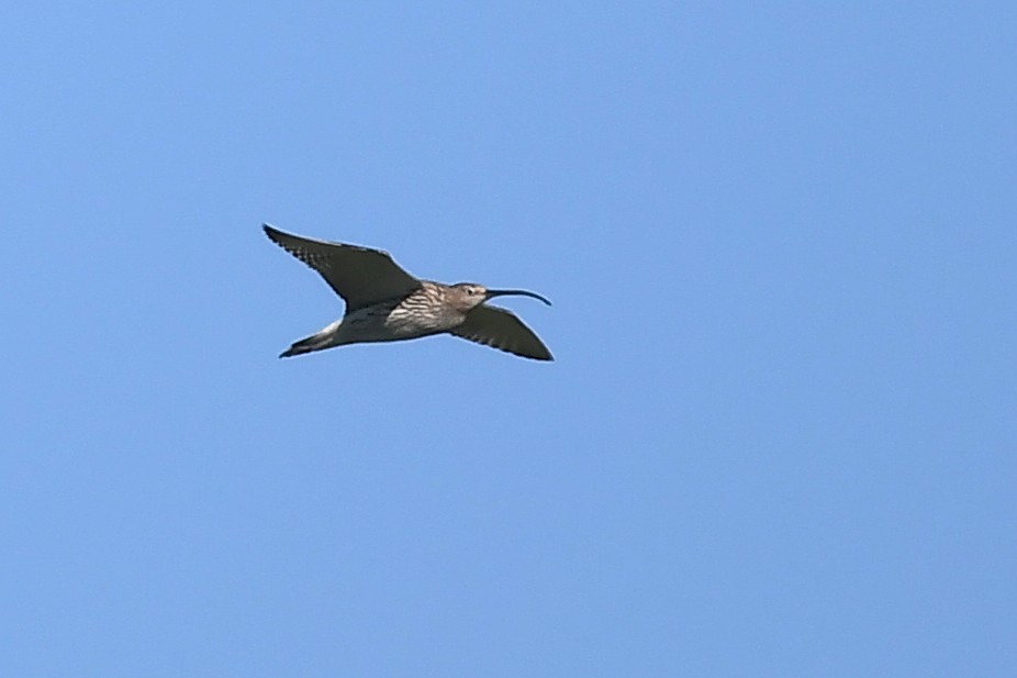 Eurasian Curlew - ML620885139