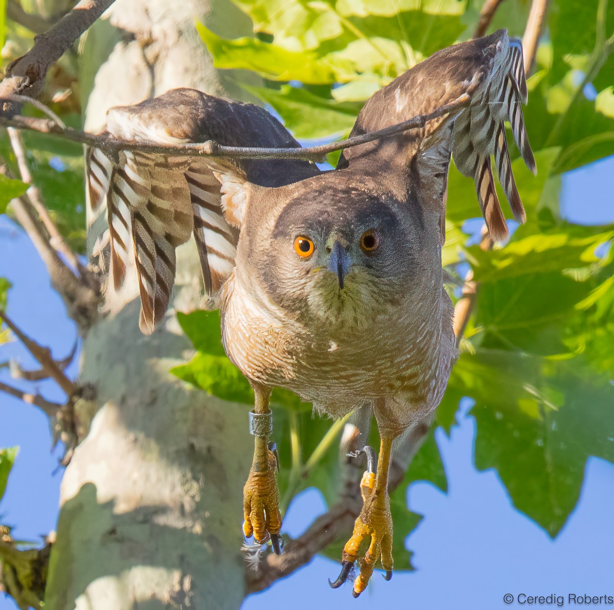 Cooper's Hawk - ML620885141