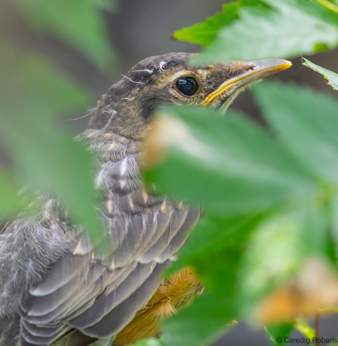 American Robin - ML620885146