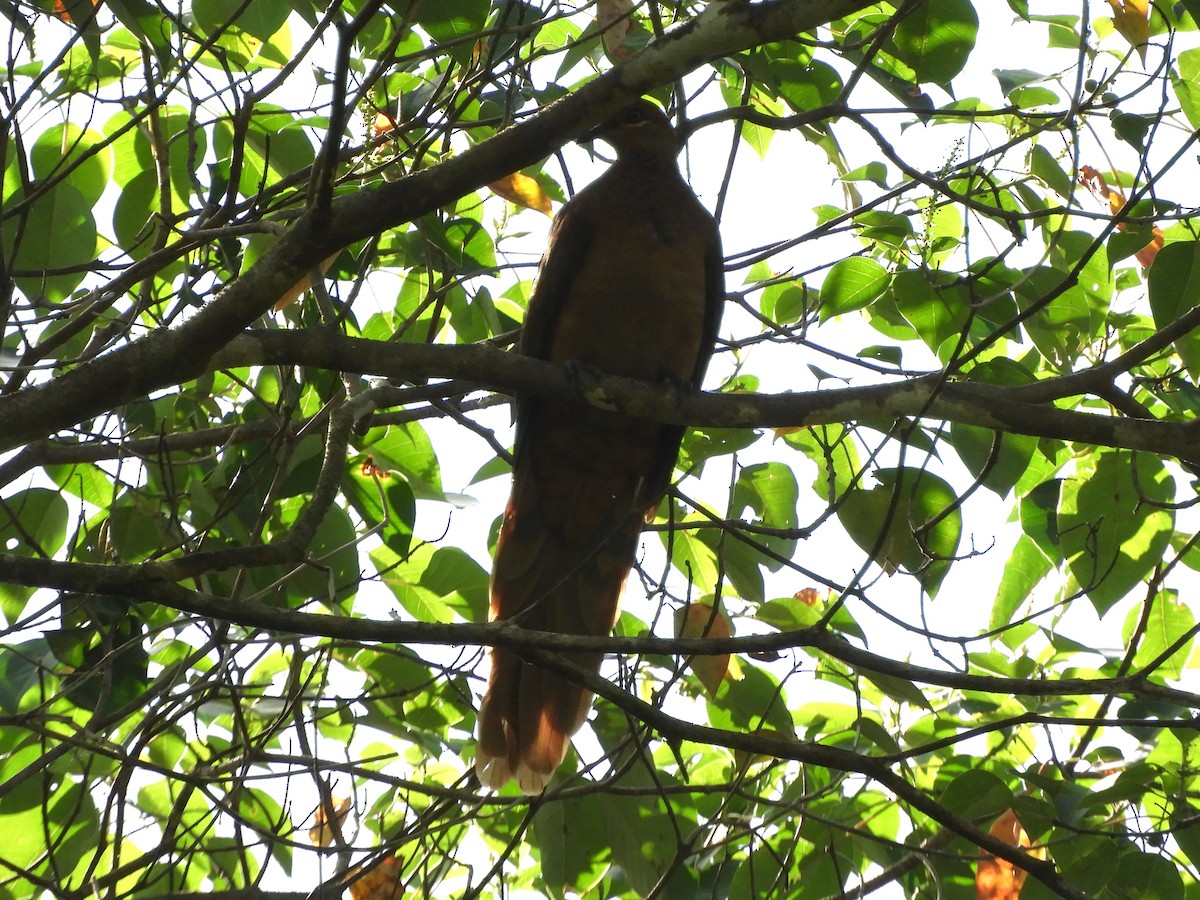 Brown Cuckoo-Dove - ML620885147