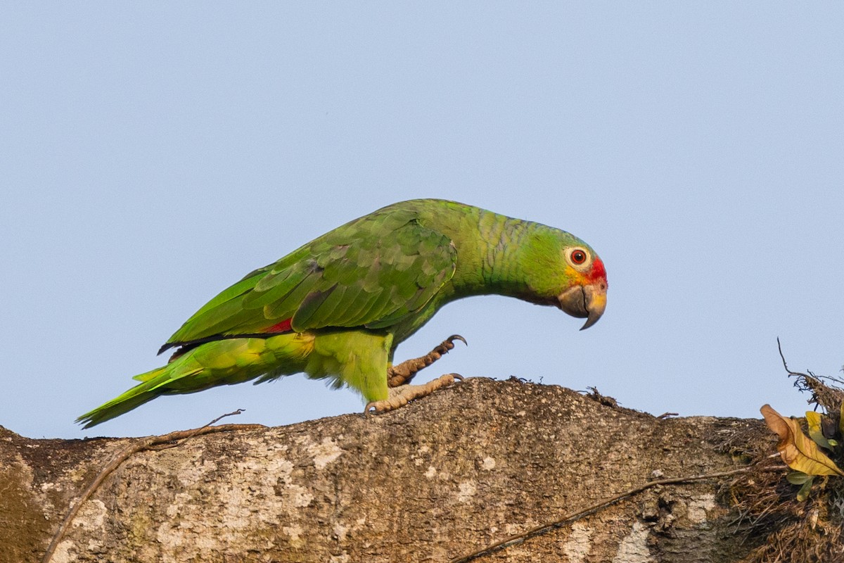 Red-lored Parrot - ML620885149