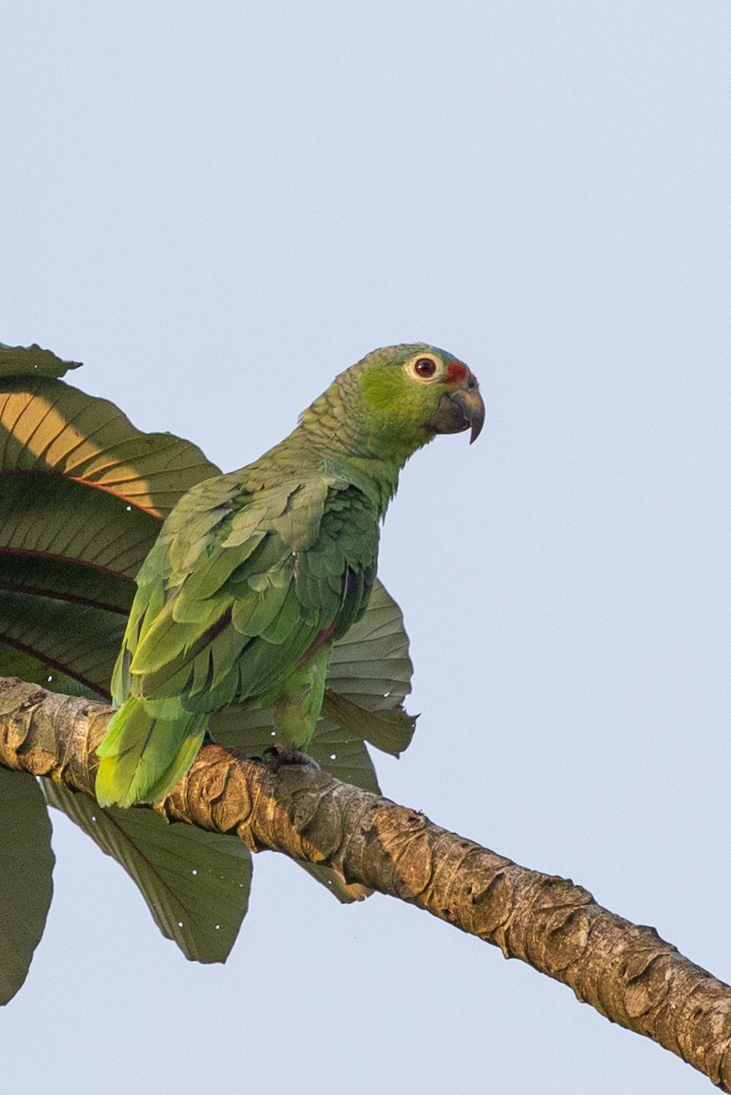 Red-lored Parrot - ML620885150