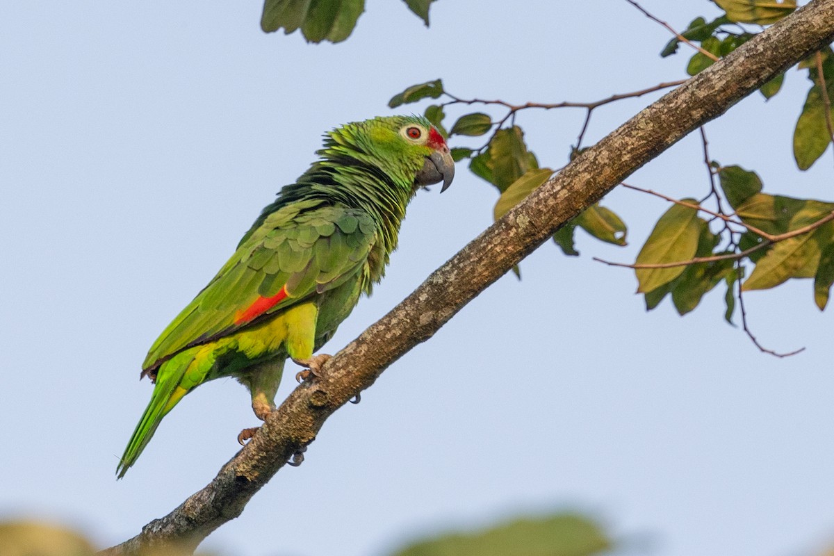 Red-lored Parrot - Lutz Duerselen