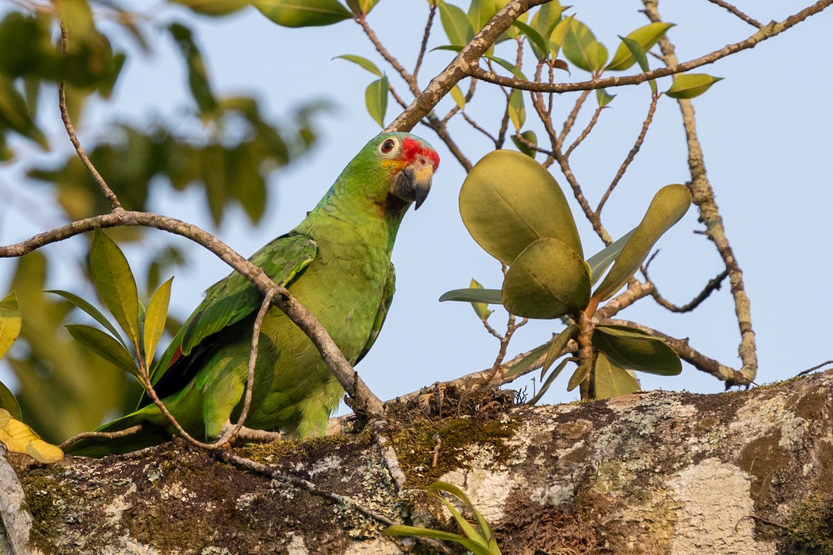 Red-lored Parrot - ML620885152