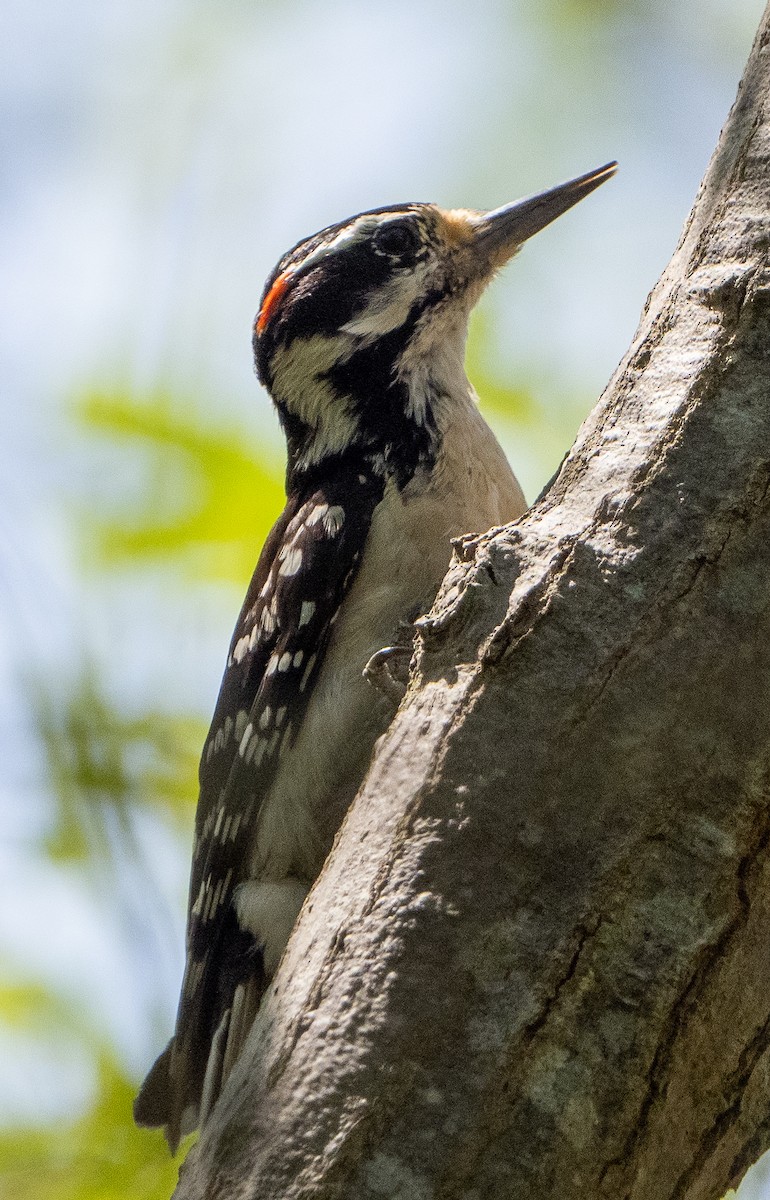 Hairy Woodpecker - Sam Zuckerman