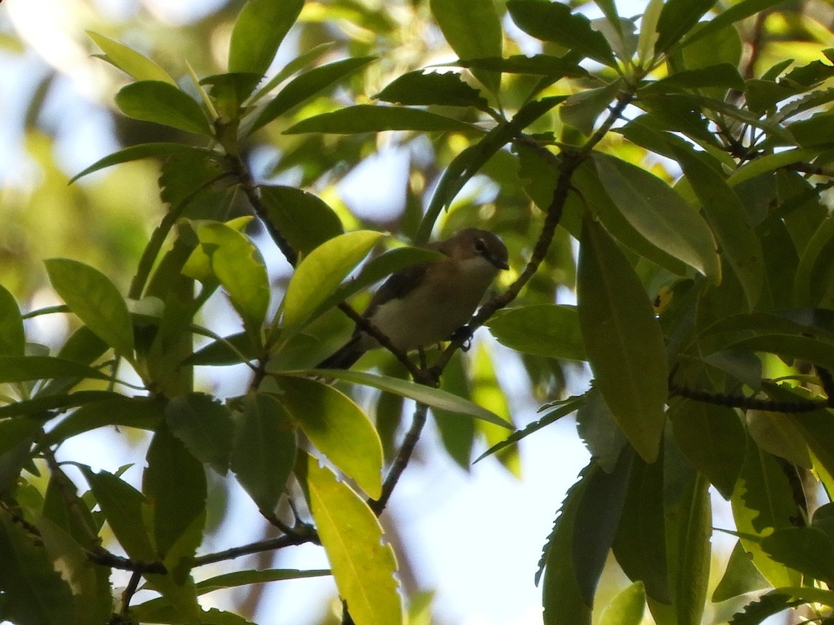 Large-billed Gerygone - ML620885159