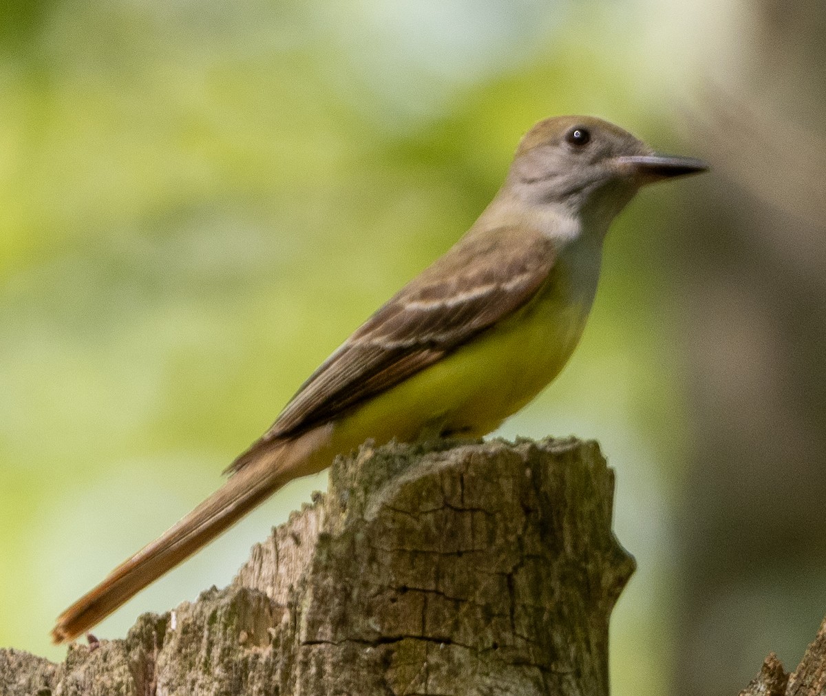 Great Crested Flycatcher - ML620885163