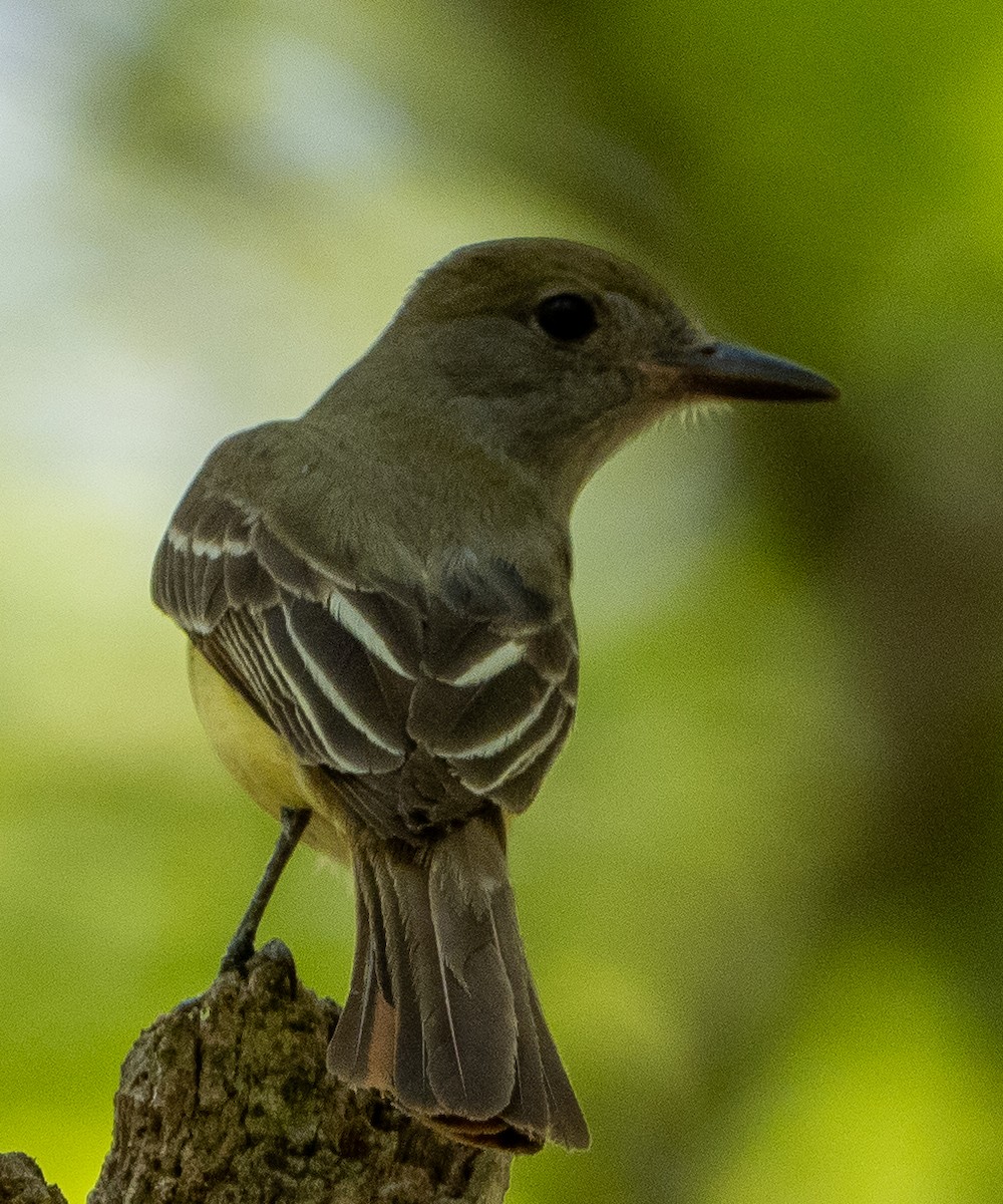 Great Crested Flycatcher - ML620885165