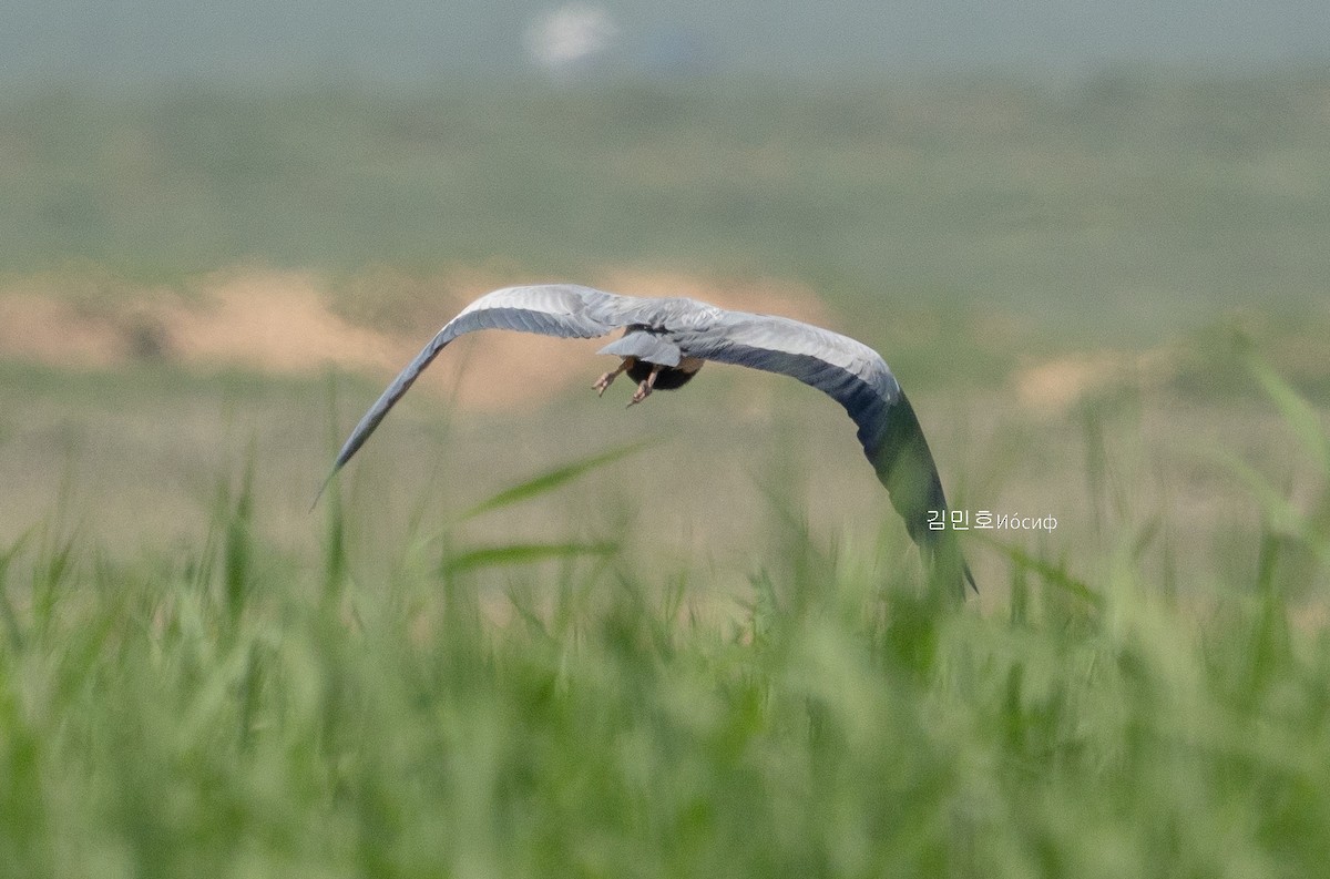 Gray Heron - ML620885167