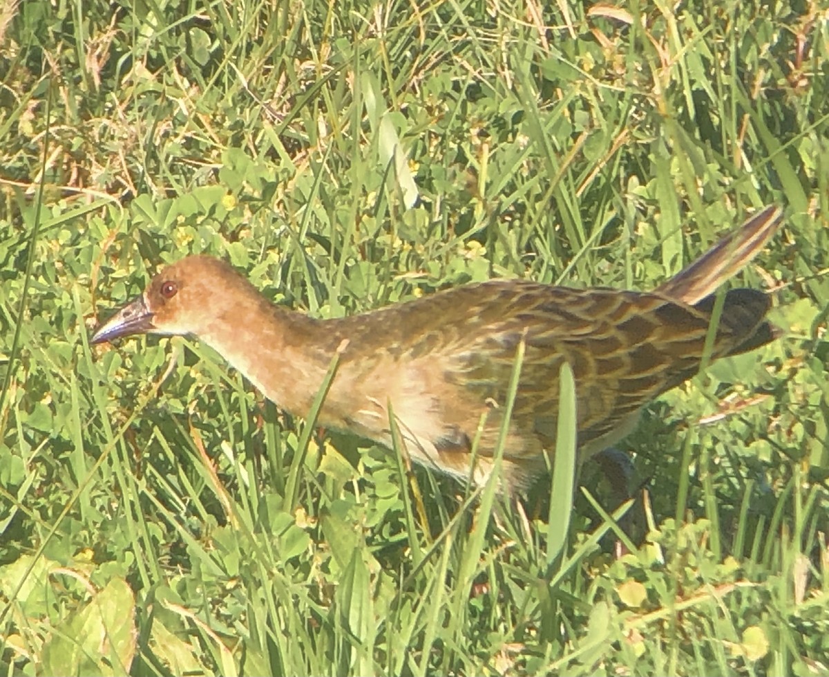 Allen's Gallinule - ML620885171