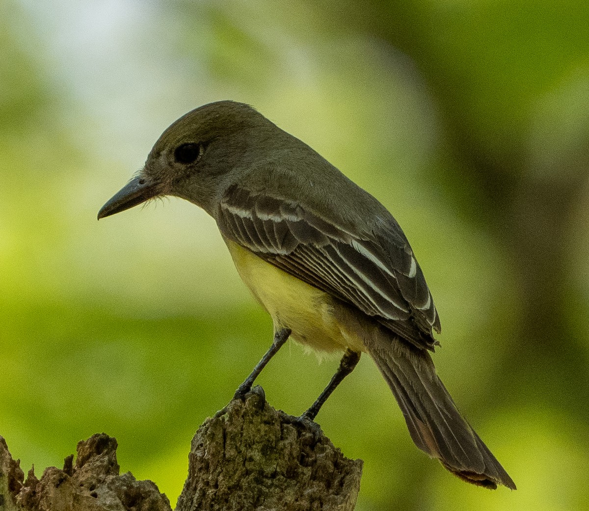 Great Crested Flycatcher - ML620885173