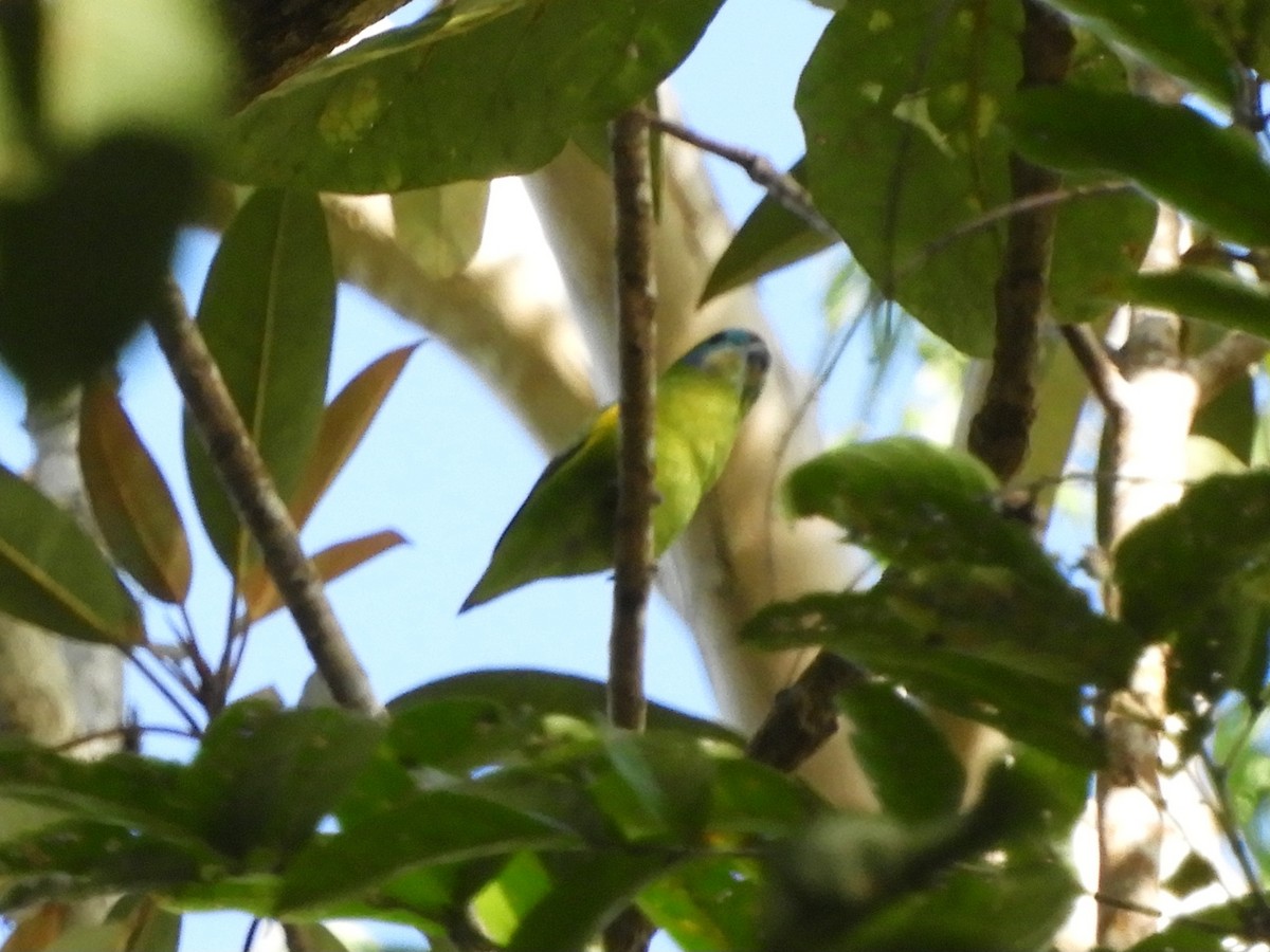 Double-eyed Fig-Parrot (Double-eyed) - ML620885175