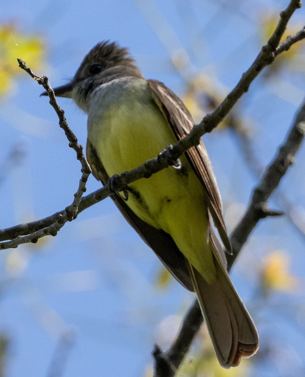 Great Crested Flycatcher - ML620885176