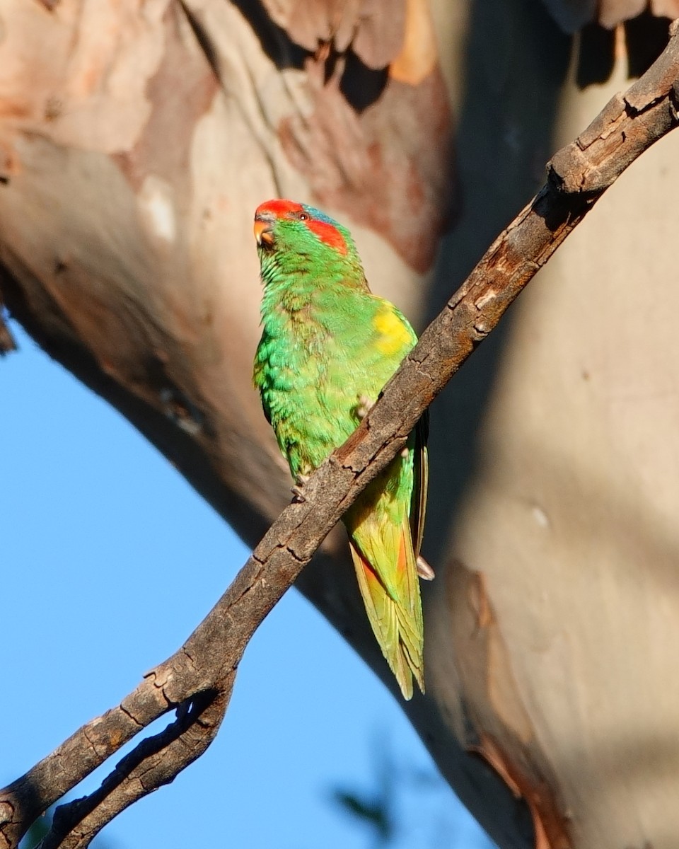 Musk Lorikeet - ML620885177