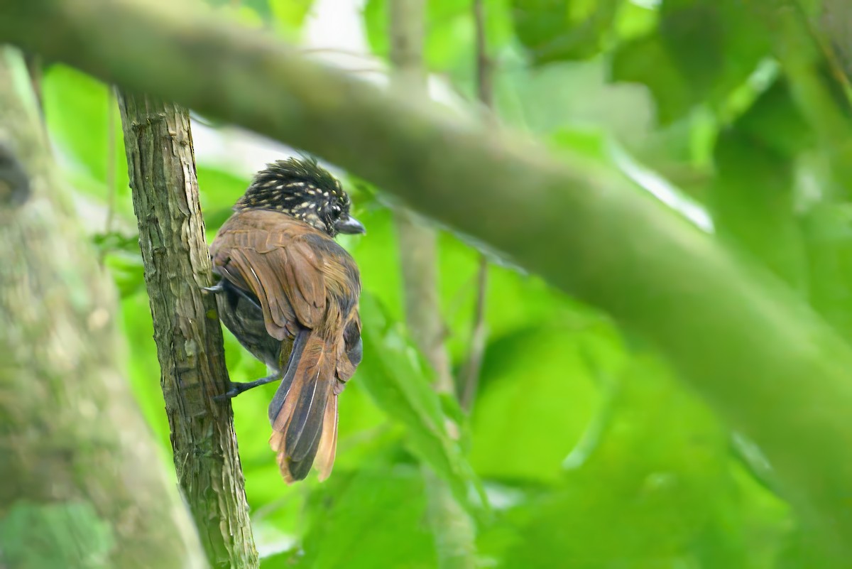 Black Antshrike - ML620885182