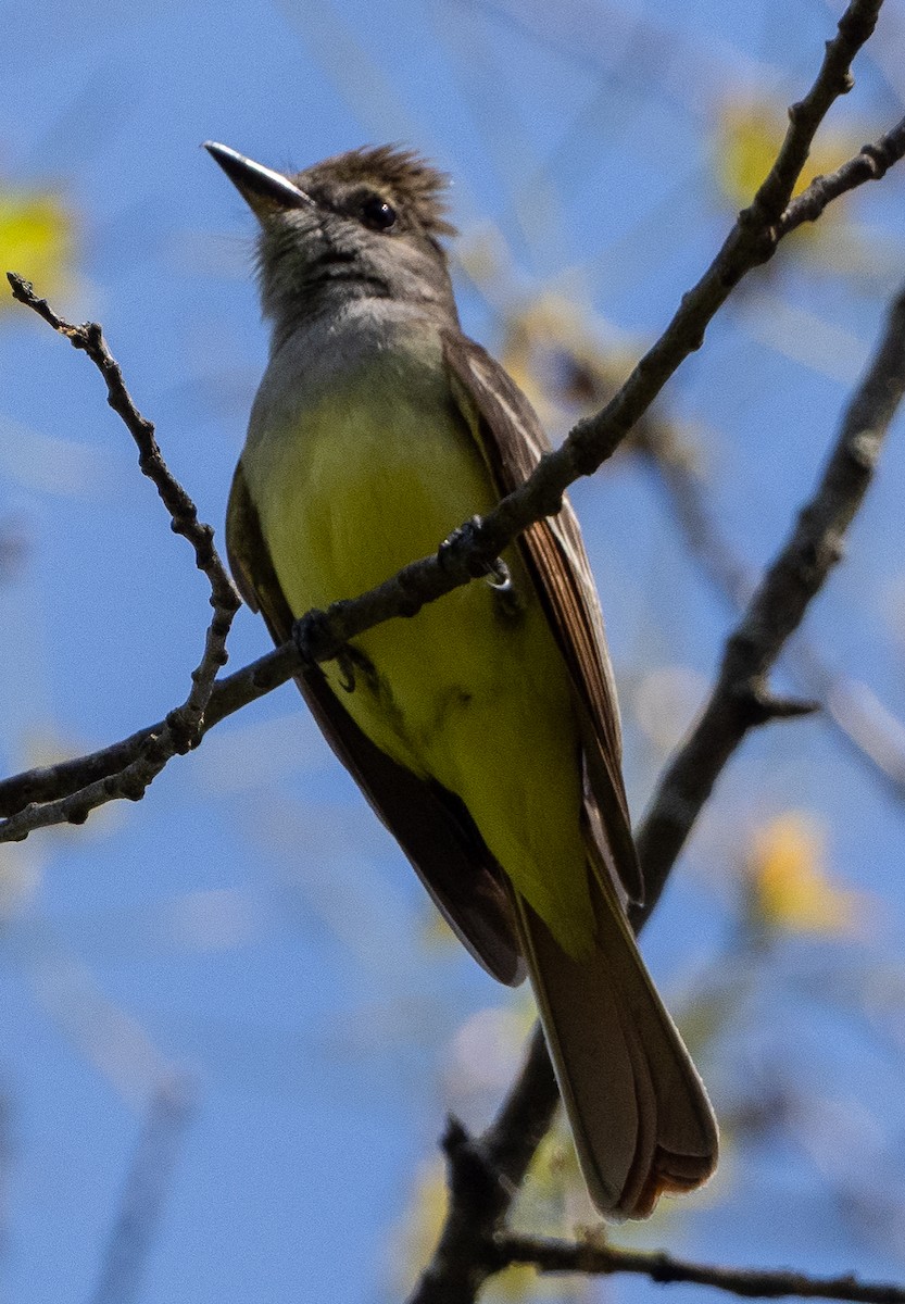 Great Crested Flycatcher - ML620885184