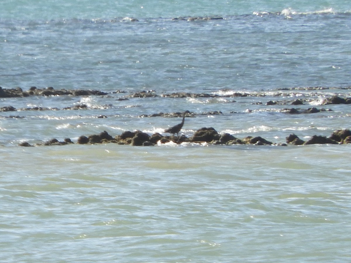 Pacific Reef-Heron - ML620885185