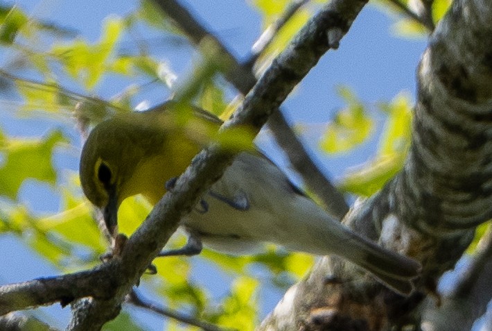 Yellow-throated Vireo - ML620885187