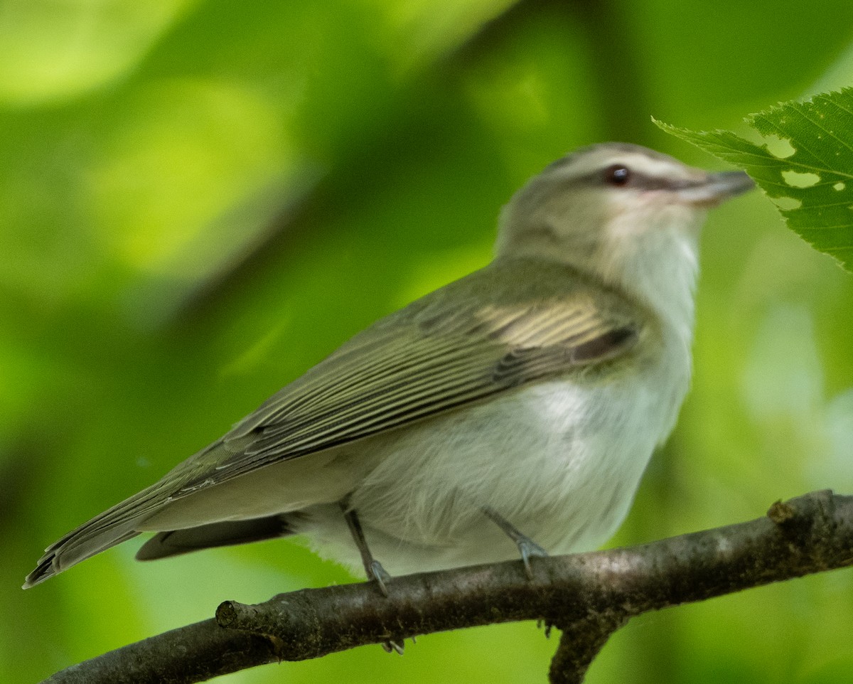 Red-eyed Vireo - Sam Zuckerman