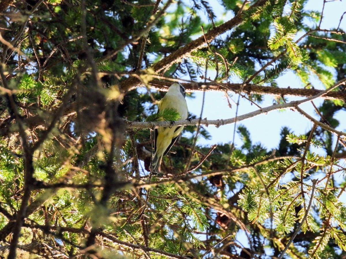 Blue-headed Vireo - Donna DeJong