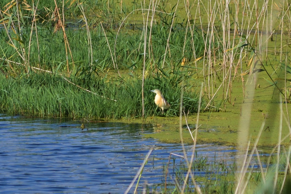 Squacco Heron - ML620885195