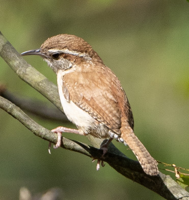 Carolina Wren - ML620885196