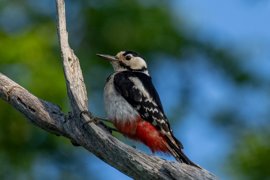 Great Spotted Woodpecker (japonicus) - ML620885198