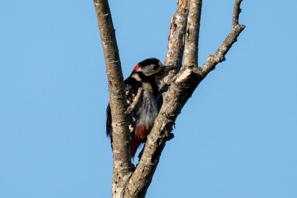 Great Spotted Woodpecker (japonicus) - ML620885199