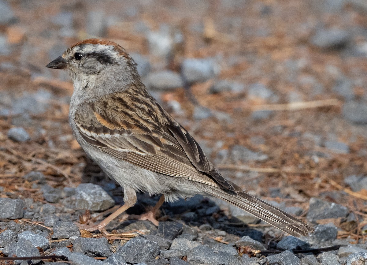 Chipping Sparrow - ML620885204