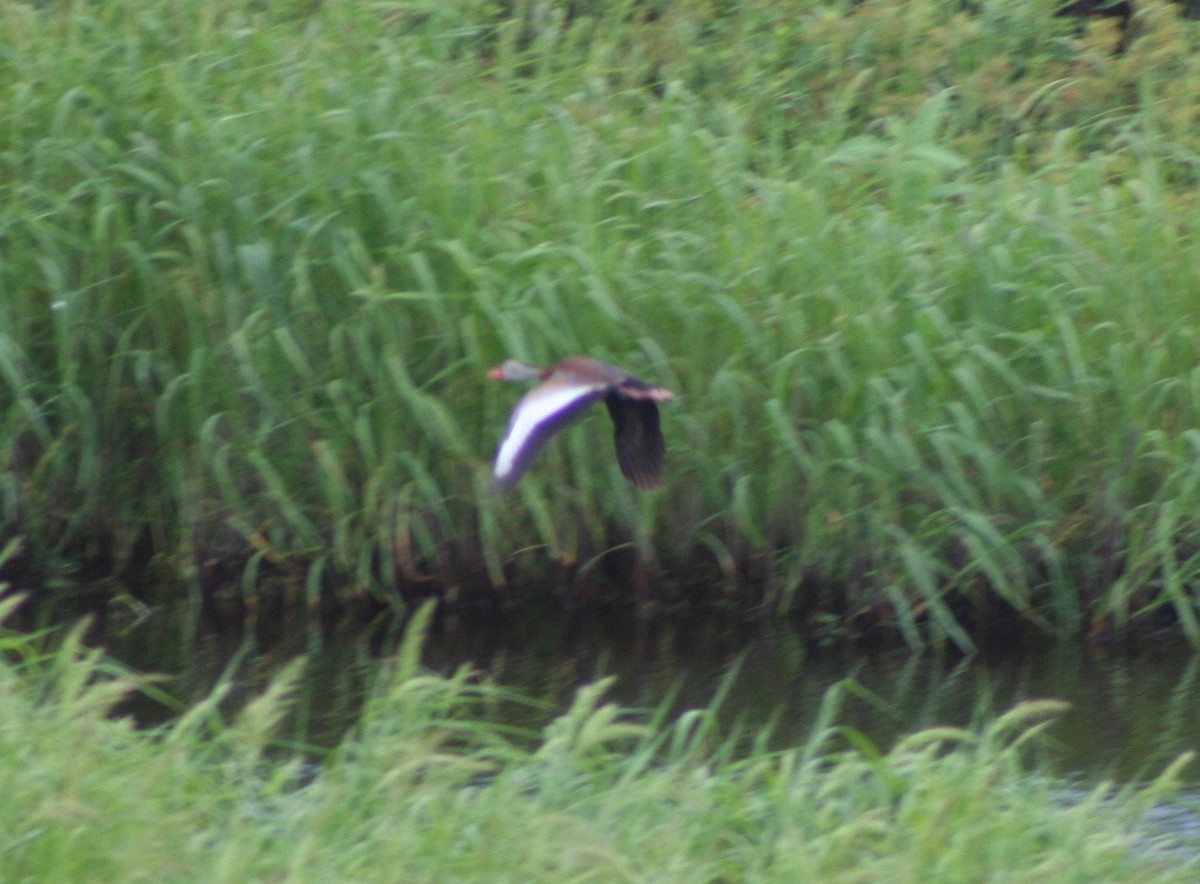Black-bellied Whistling-Duck - ML62088521